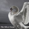The Silver Swan