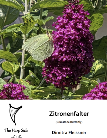 Zitronenfalter