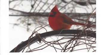 New Yuletide Tunes